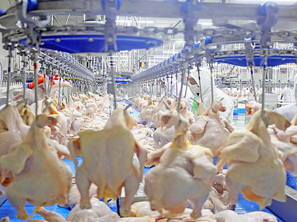 家禽屠宰場(chǎng)廢氣處理方法