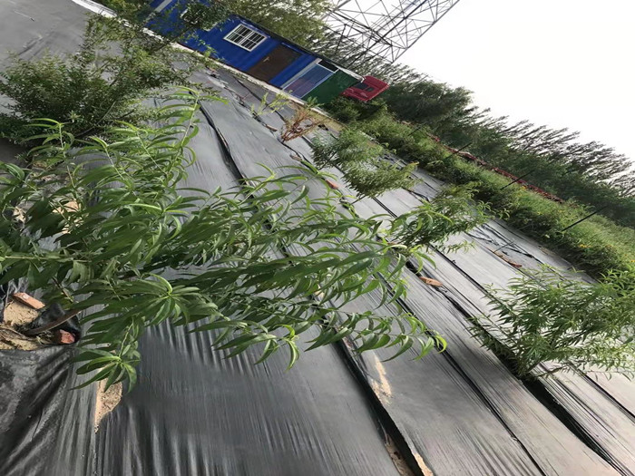 打孔防草布貴嗎